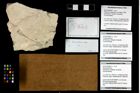 Foto (Objekt + Etikett) von Goniodromites sp.  (NHMW-GEO-2014-0194-0821a)